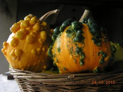 opt1271214295f.JPG