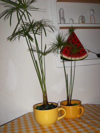 opt1272494185g.JPG