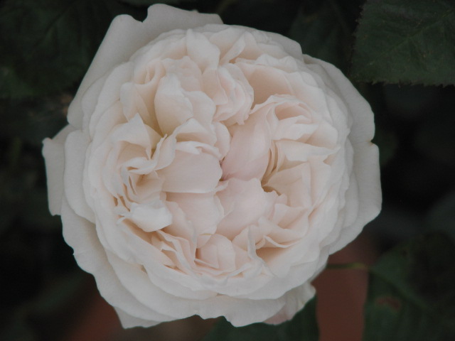 opt1273367227l.jpg