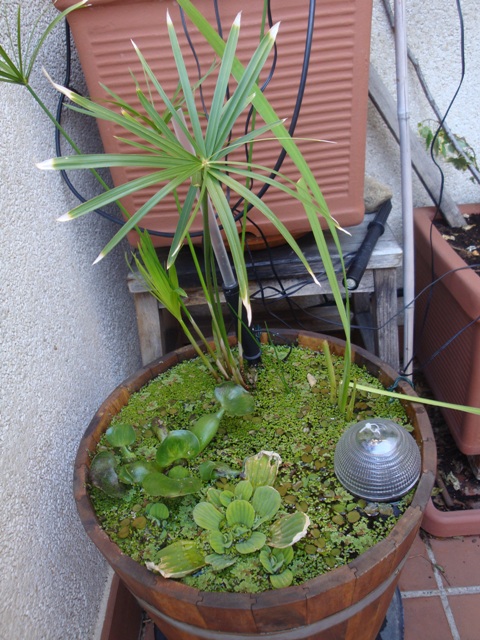opt1274129416l.JPG