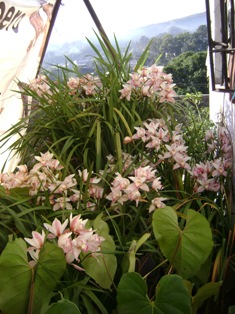 opt1276066718r.JPG