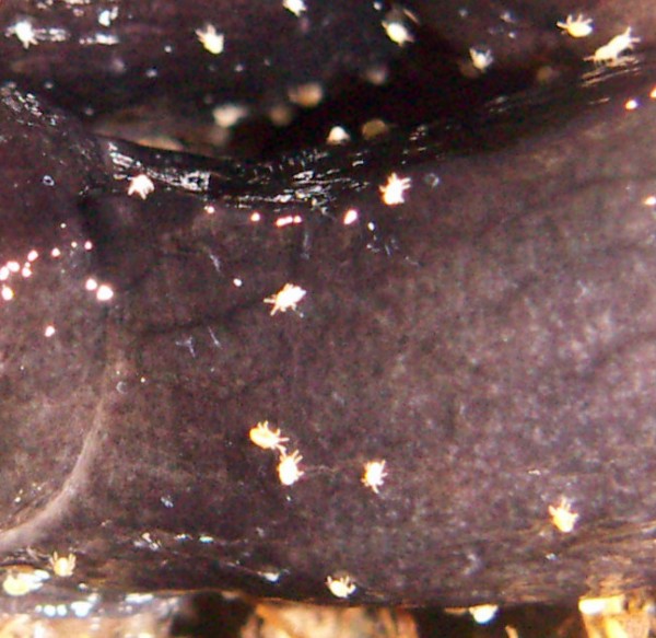 opt1276178361n.jpg