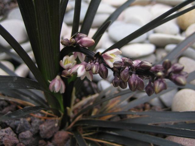 opt1276206545p.JPG