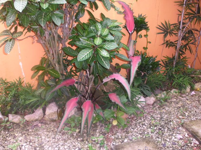 opt1278531434l.JPG