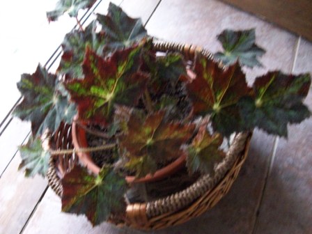 opt1279089019u.jpg