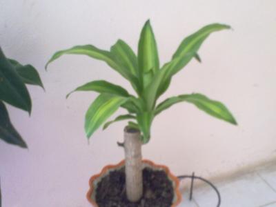 opt1282209313m.jpg
