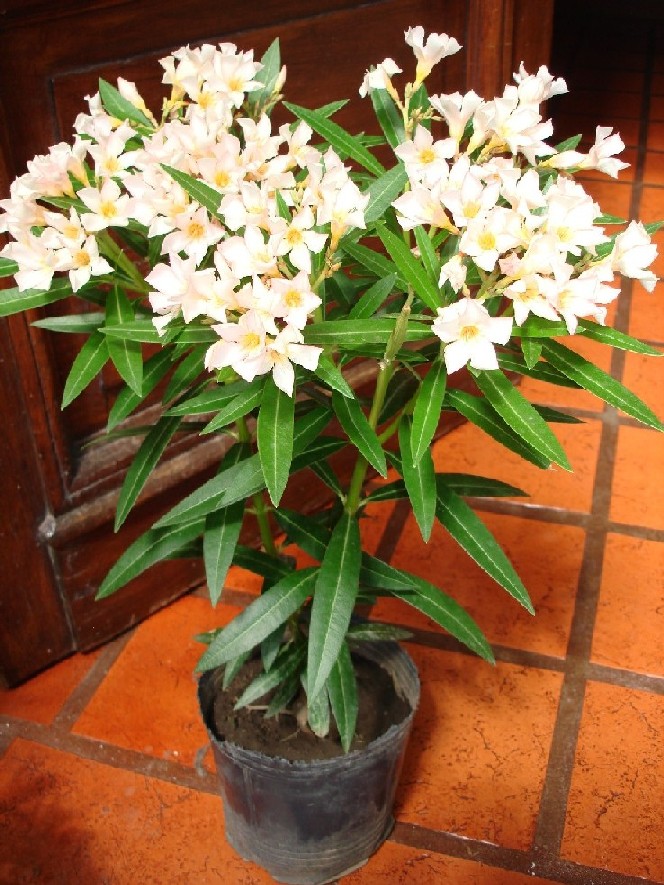 opt1282260686i.JPG