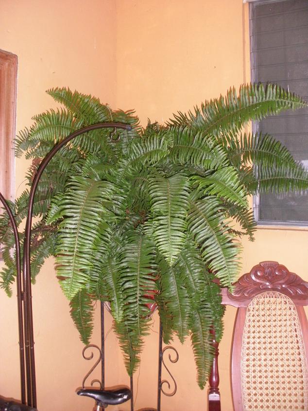 opt1282613188u.JPG