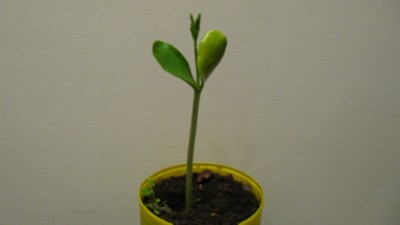 opt1282637576m.JPG