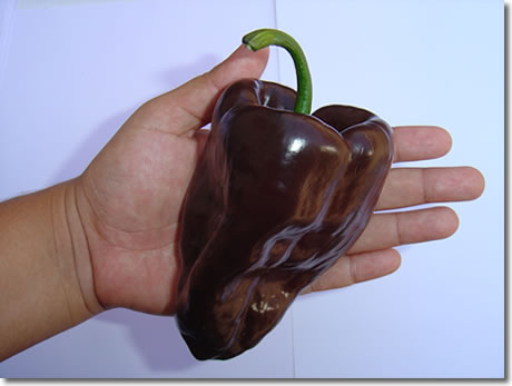 opt1284169444d.jpg