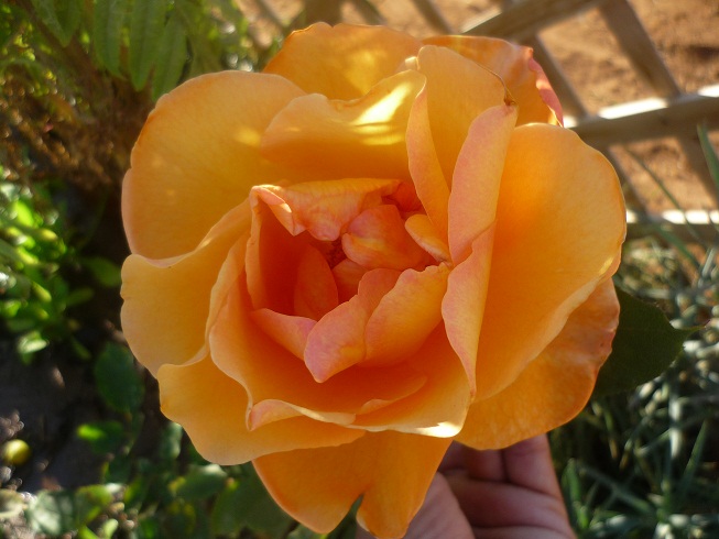 opt1288169658h.JPG