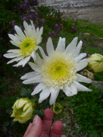 opt1288703771y.JPG