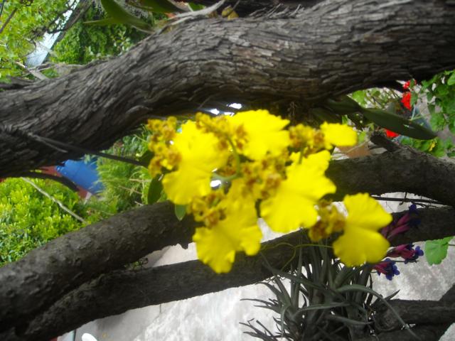 opt1288728721f.jpg