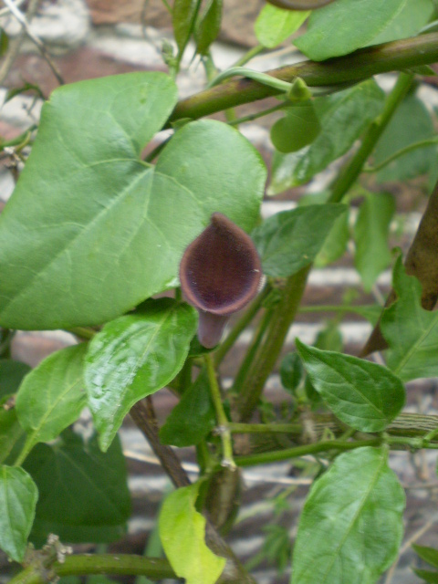 opt1290960057s.JPG