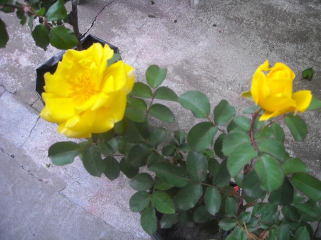 opt1293571275s.jpg
