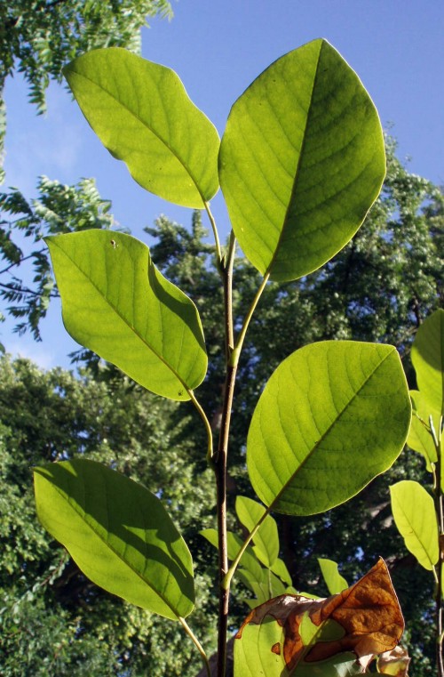 opt1298029751b.jpg
