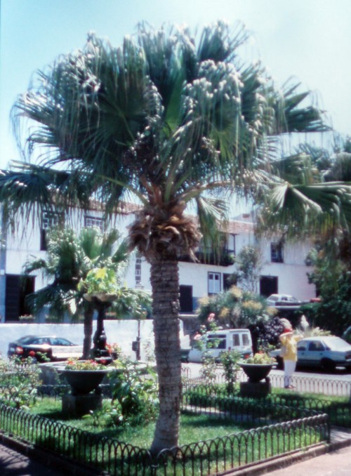 opt1298030707h.jpg