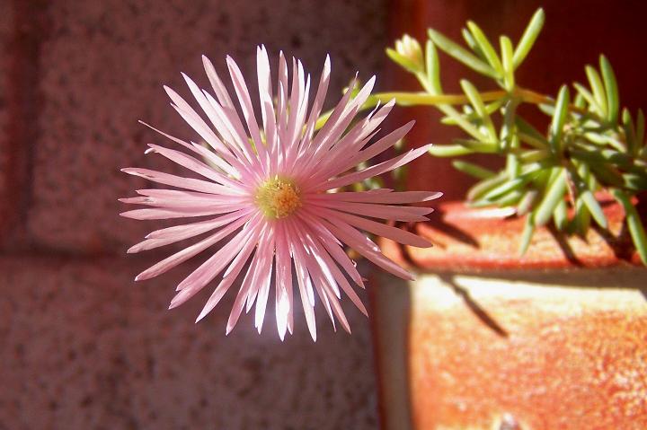 opt1298563250c.jpg