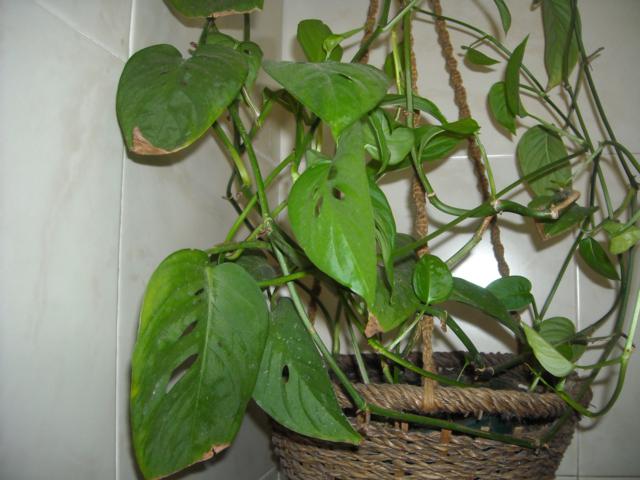 opt1298816122h.jpg
