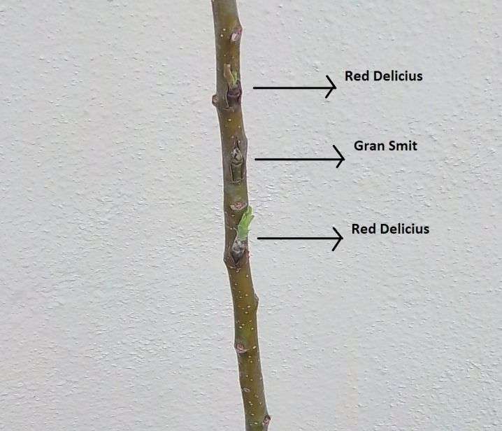 opt1298837008b.jpg