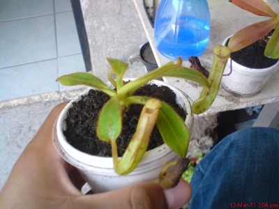 opt1299974729t.jpg