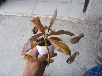 opt1299975006j.jpg