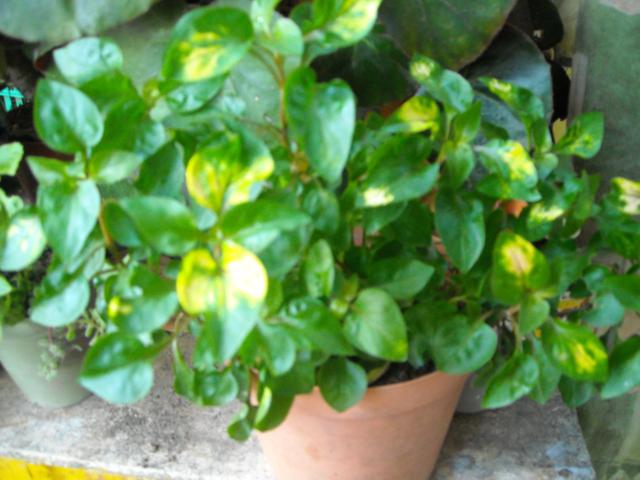 opt1301514985f.jpg