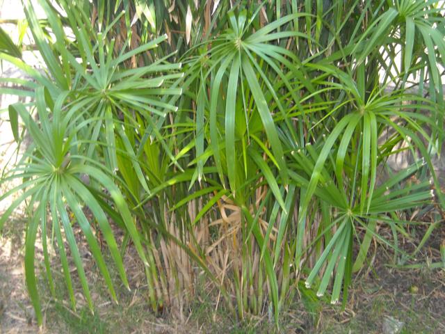 opt1301515289b.jpg