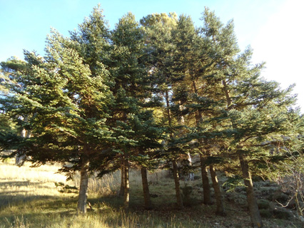 opt1302949061o.jpg
