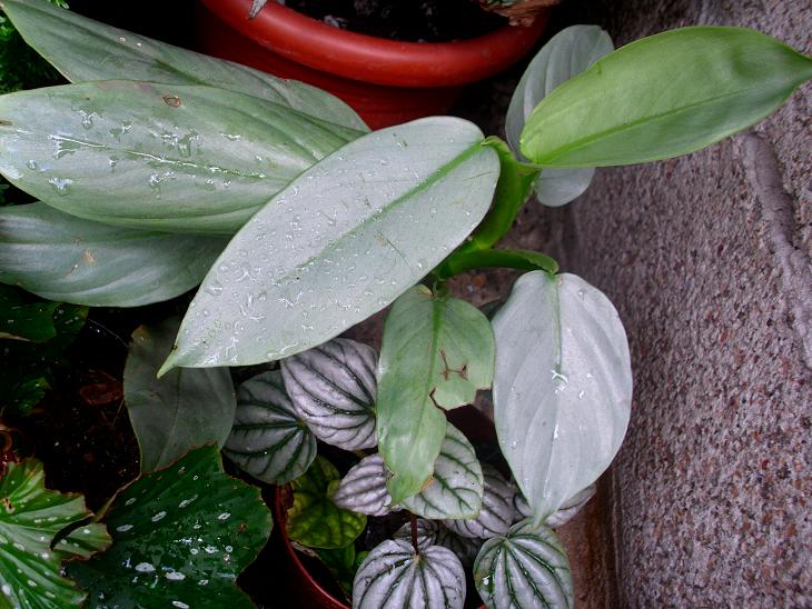 opt1303051602u.JPG