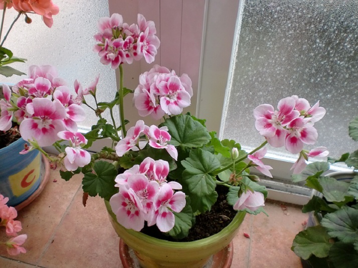 opt1304189962l.JPG