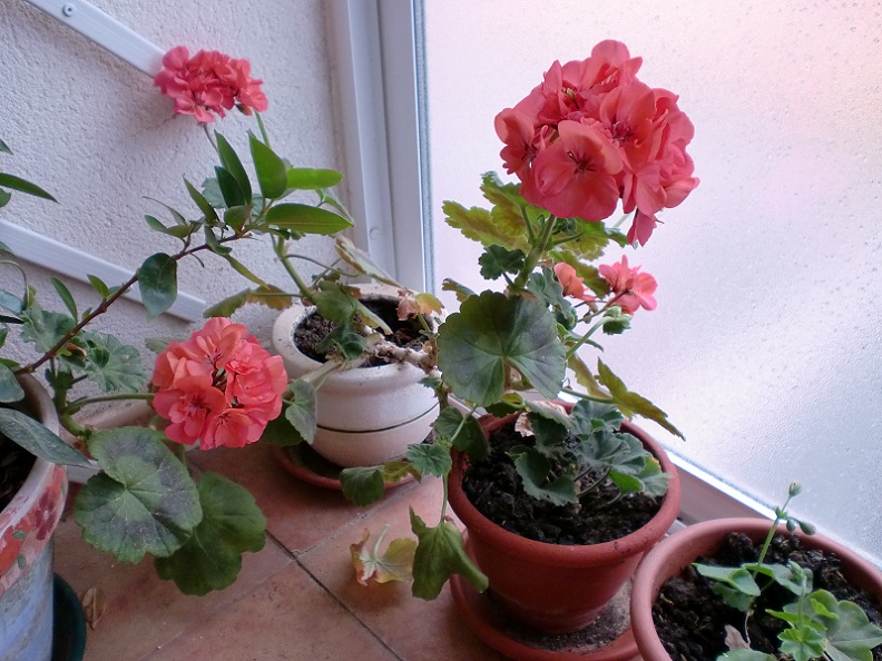 opt1304190020w.JPG