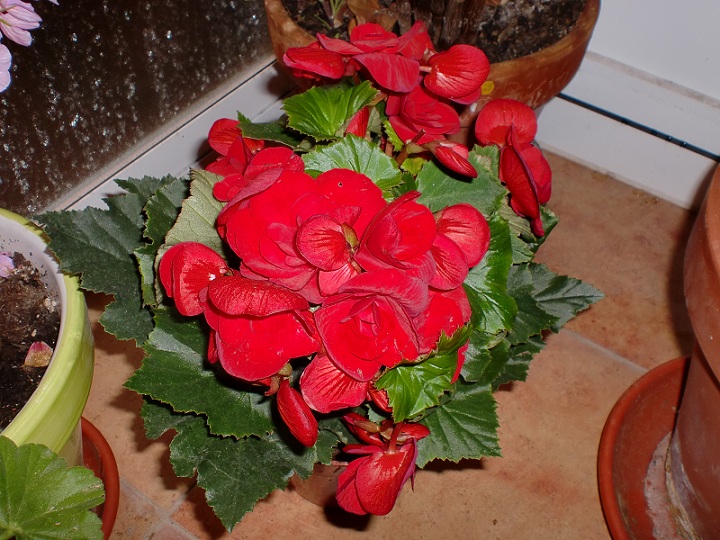 opt1304190130a.JPG