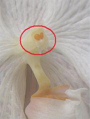 opt1304766587c.jpg