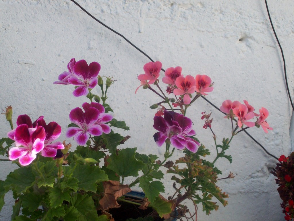 opt1305221328f.JPG