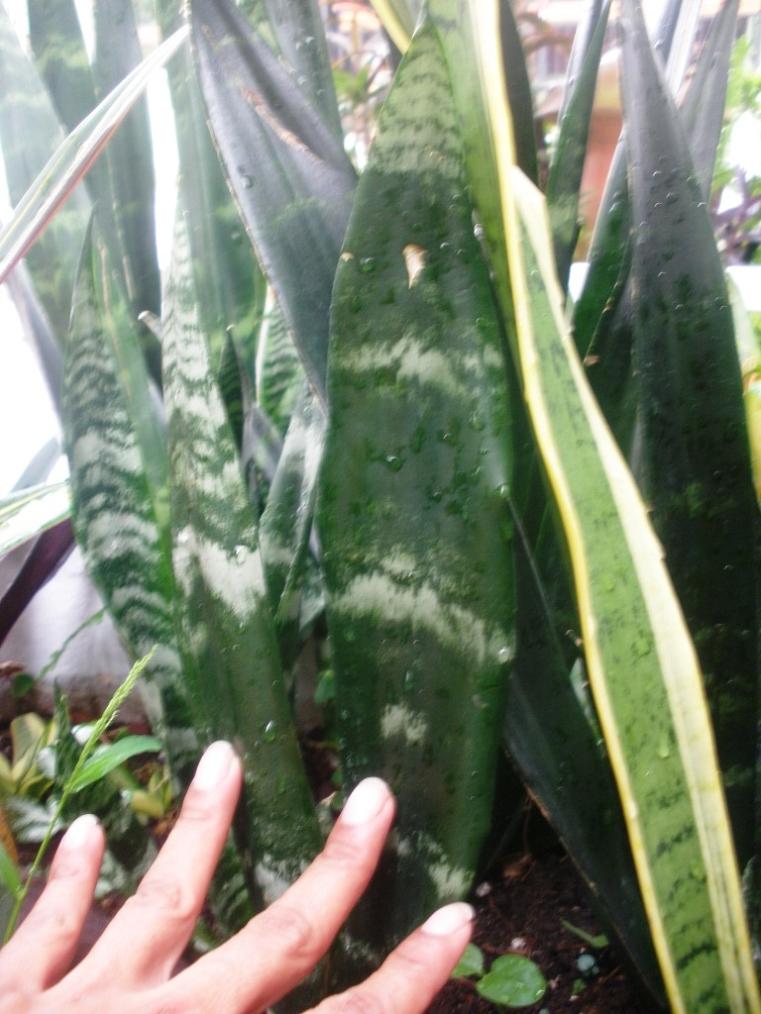 opt1305455083a.JPG