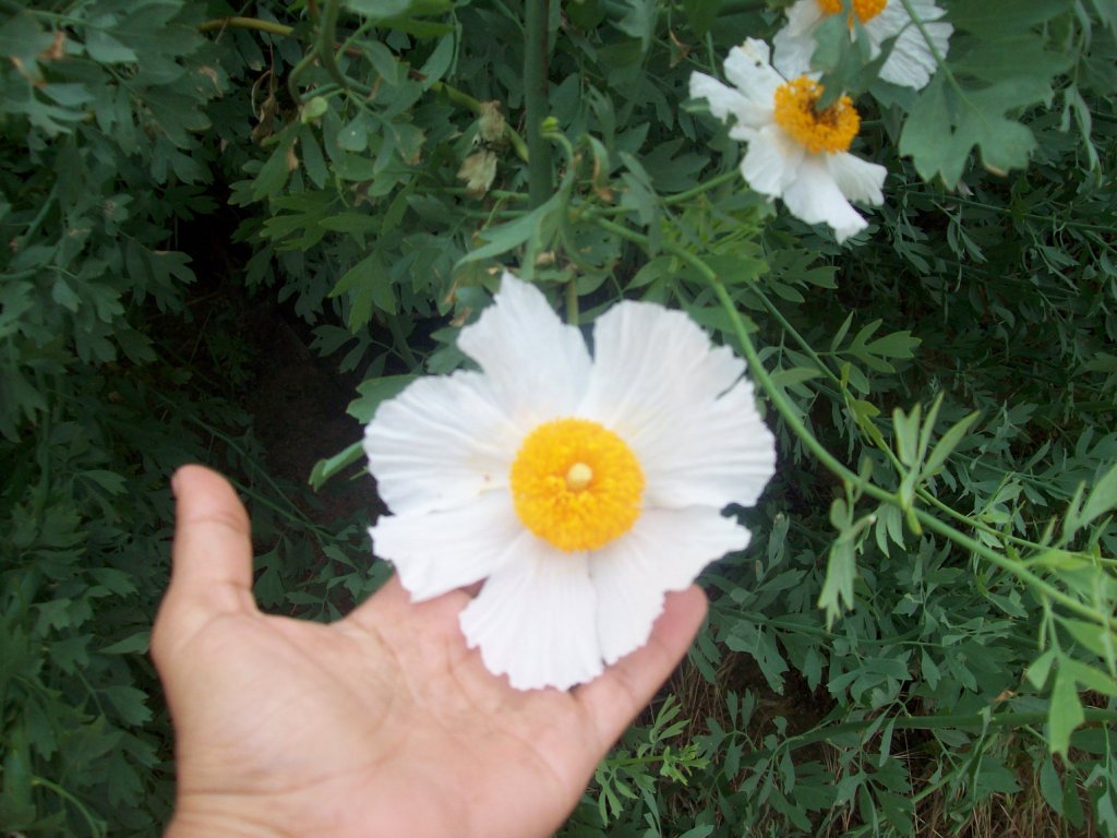 opt1305675418v.JPG