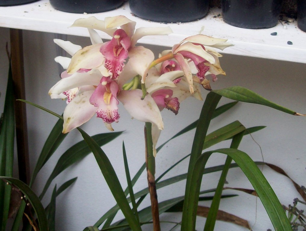 opt1305676108r.JPG