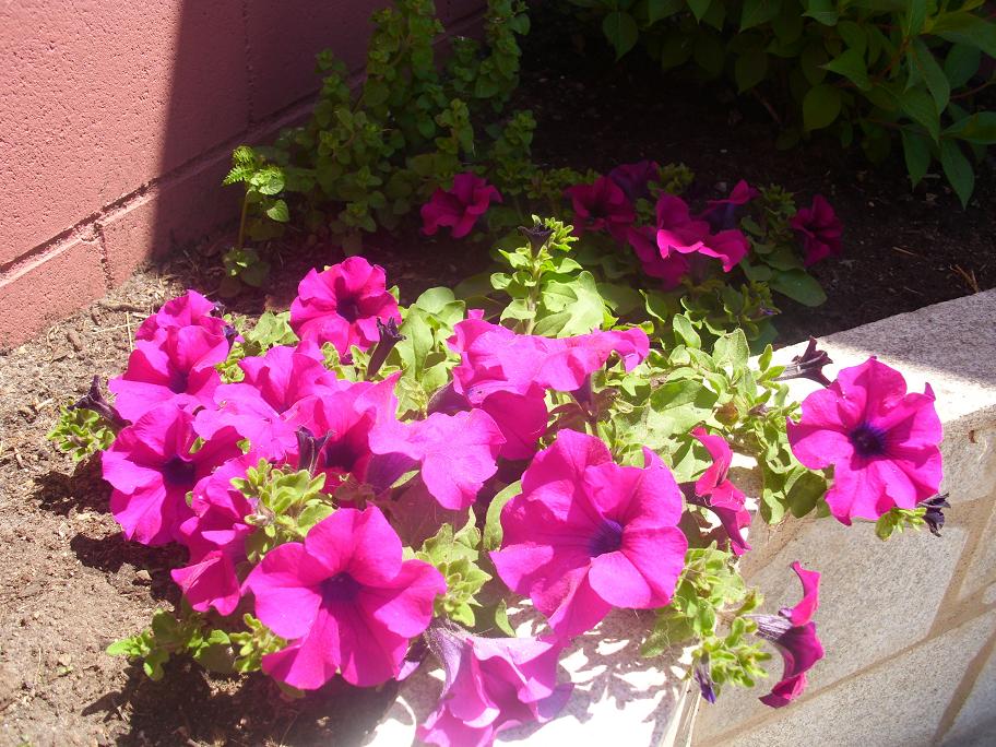opt1306157896l.JPG