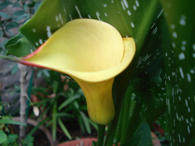 opt1306720691j.JPG