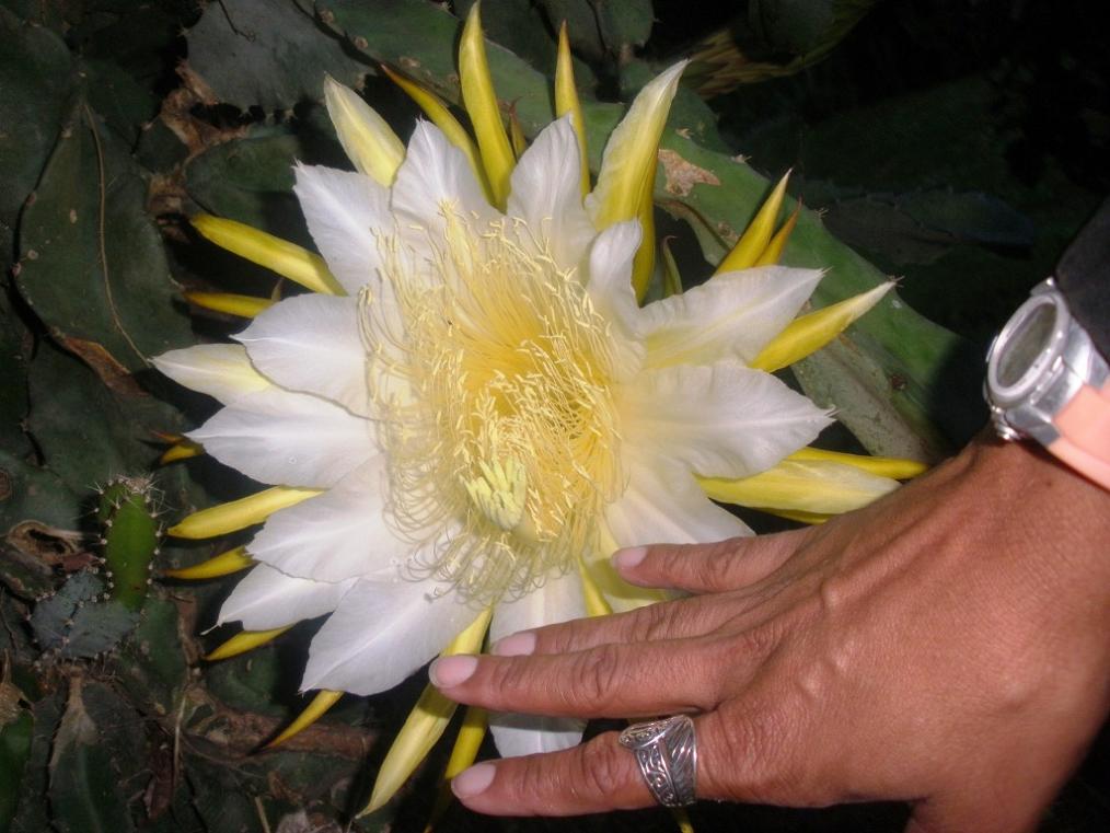 opt1306834706w.JPG