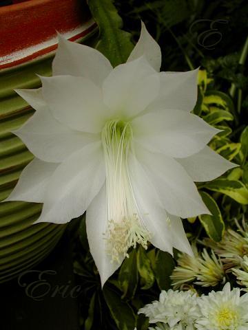 opt1307255987y.JPG