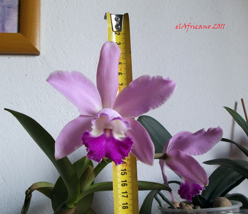 opt1307471590f.jpg