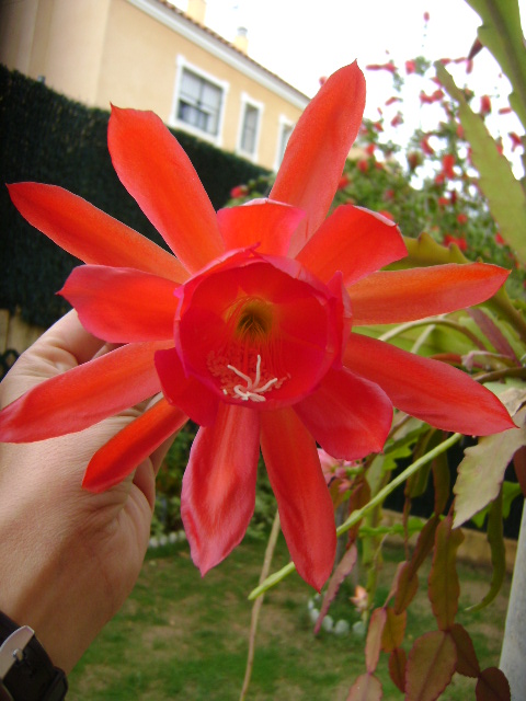 opt1309170709l.JPG