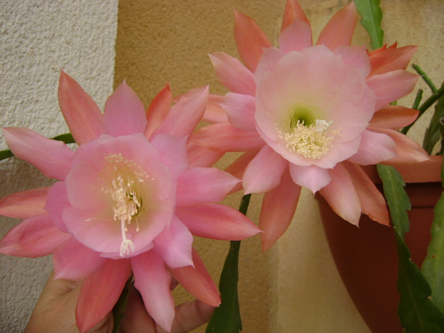 opt1309171102b.JPG