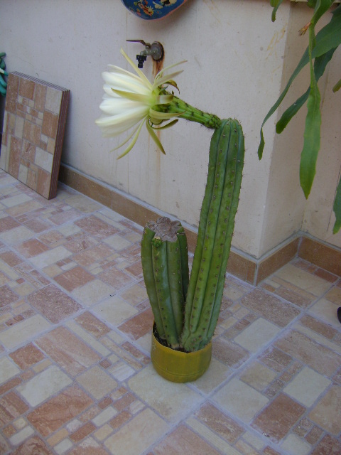 opt1309171876q.JPG