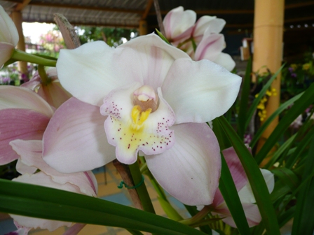 opt1309907033s.jpg
