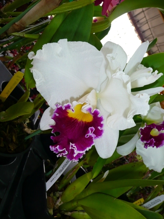 opt1309907424r.jpg