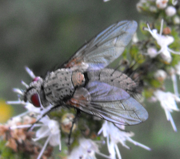 opt1310420901w.jpg