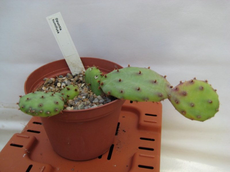opt1310591235d.jpg